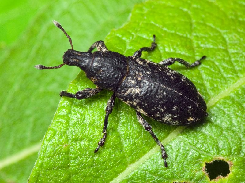 Adosomus roridus (Pallas, 1781)